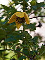 Clematis tangutica Golden Tiara (Kugotia) IMG_7140 Powojnik